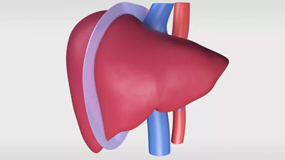 Living Donor Right Hepatectomy Procedure